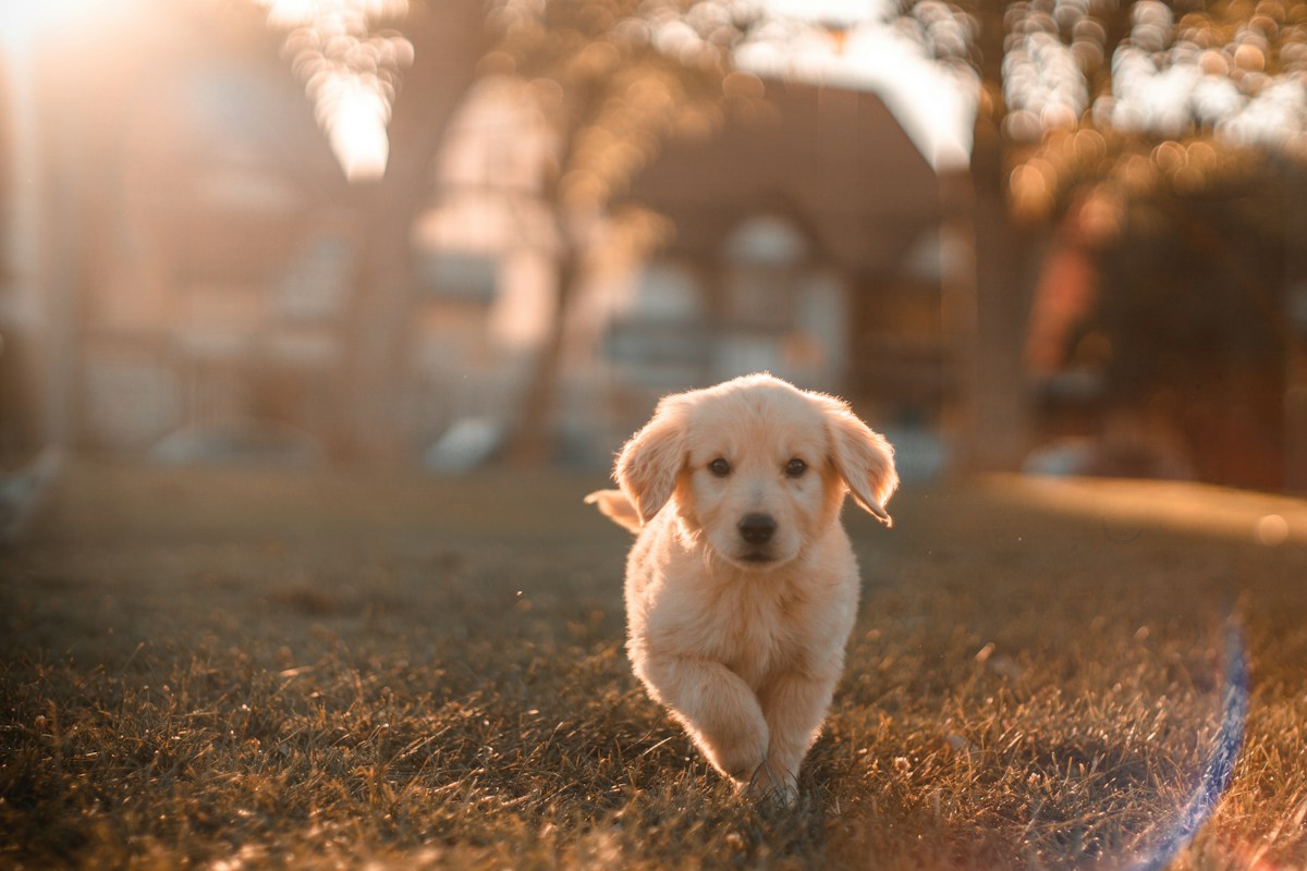 Rope Chew Toy