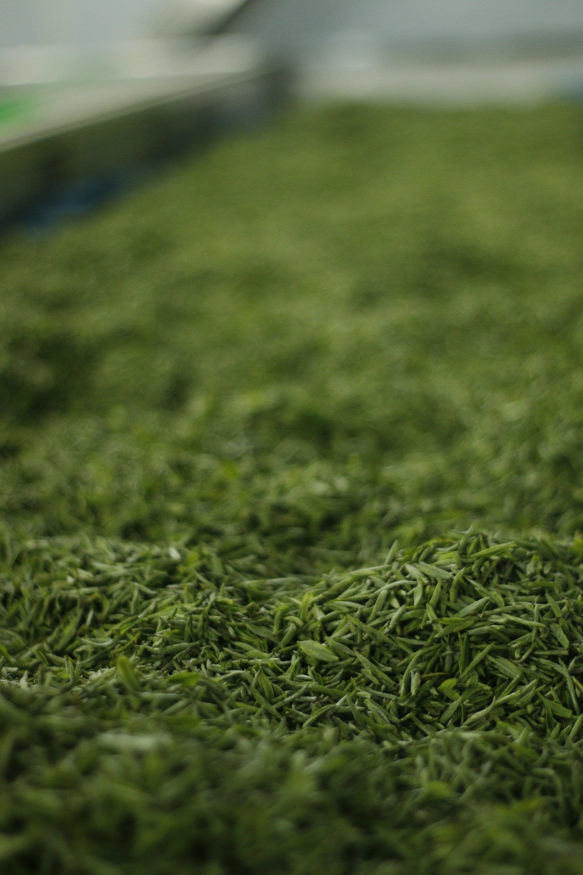 Sencha Green Tea
