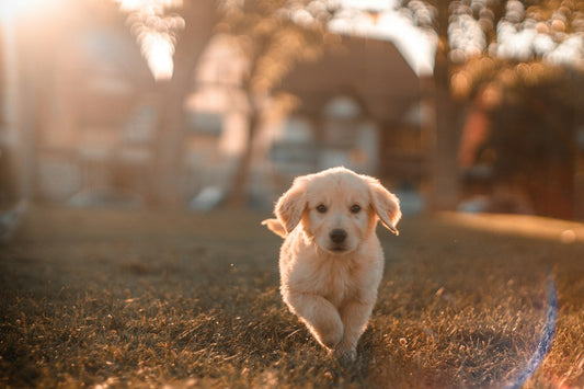 Rope Chew Toy