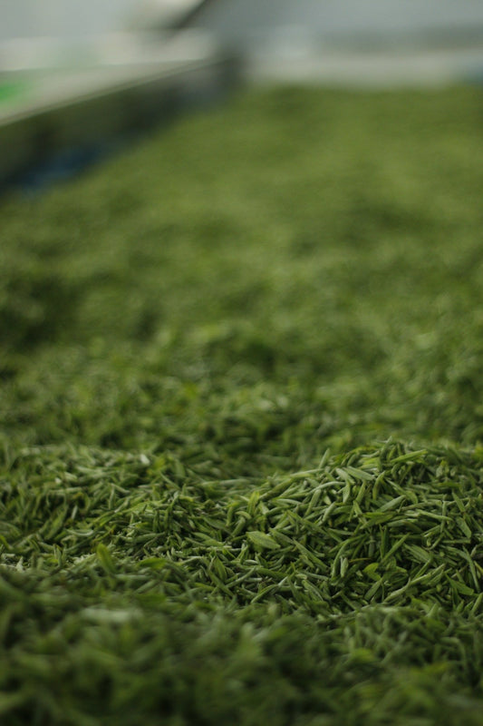 Sencha Green Tea